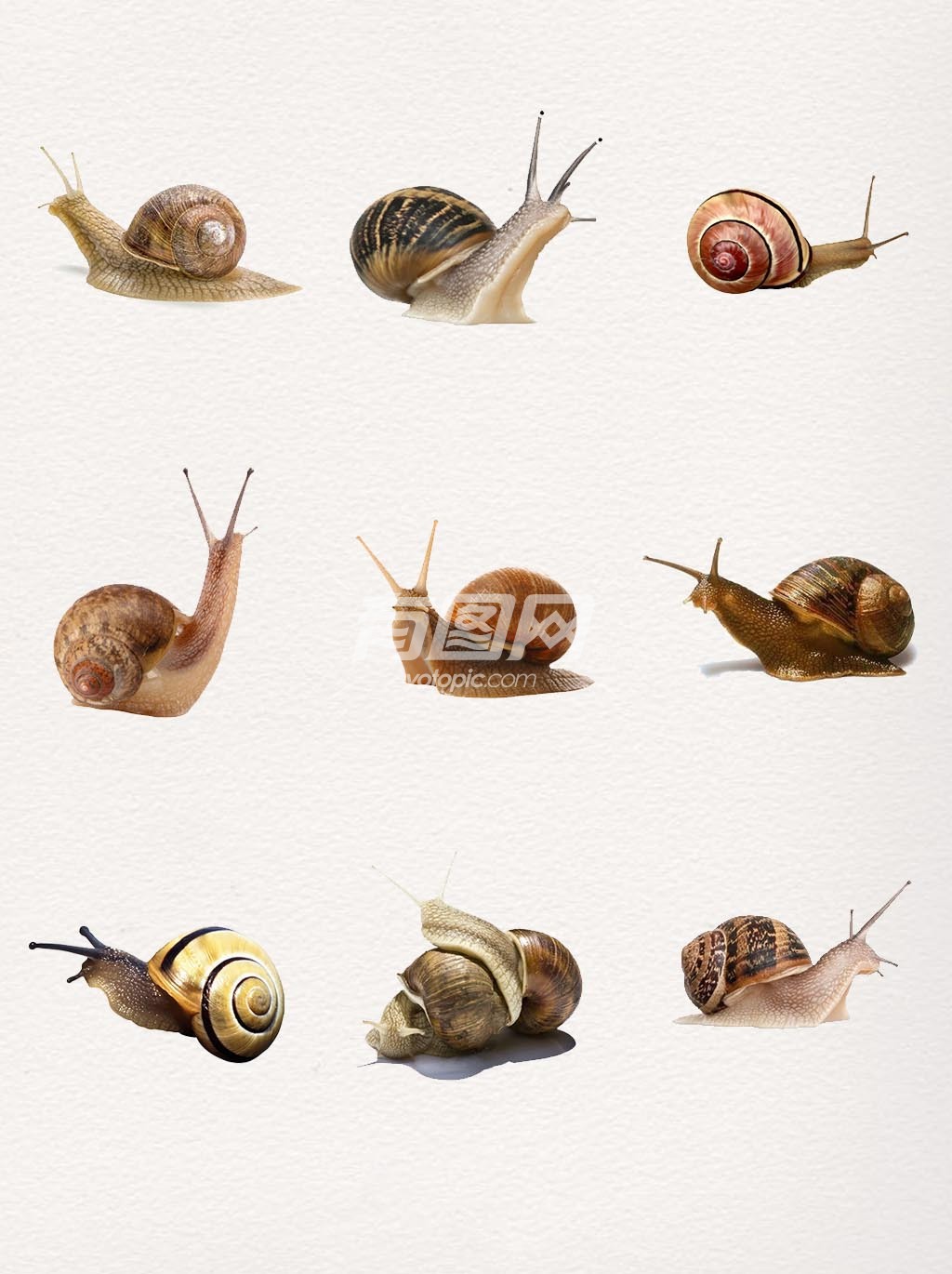 蜗牛设计元素