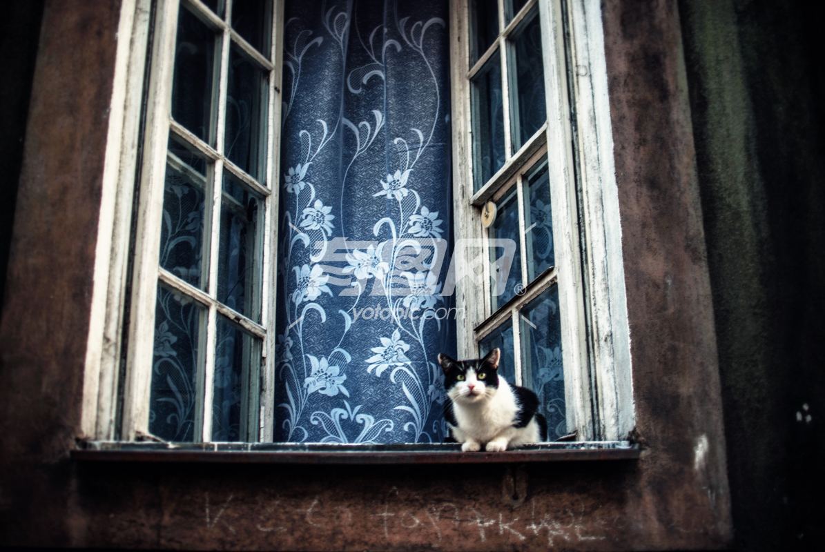 蹲在窗户上的猫