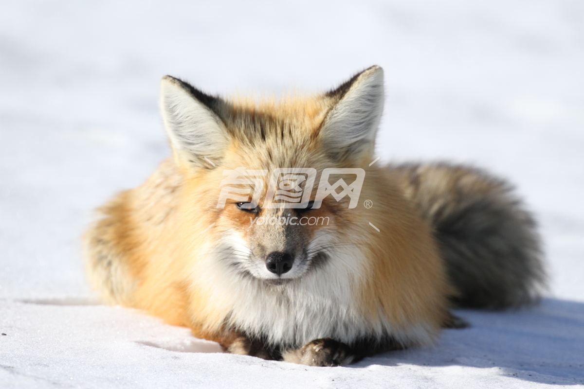 雪地里的赤狐
