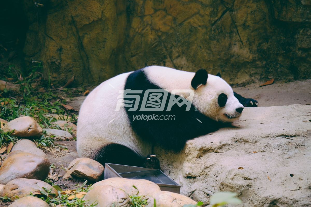 休息的熊猫