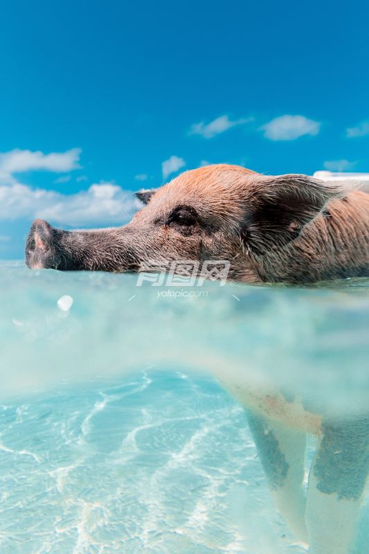 游泳的猪