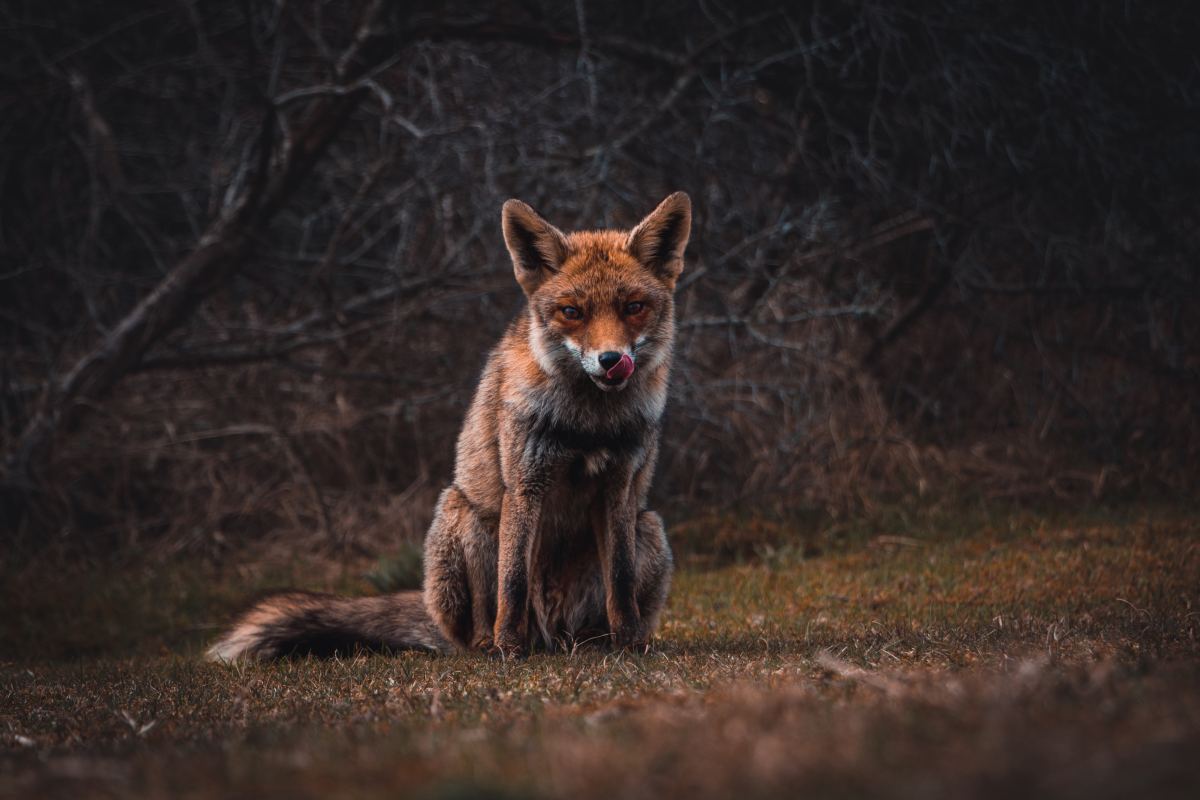 狐狸