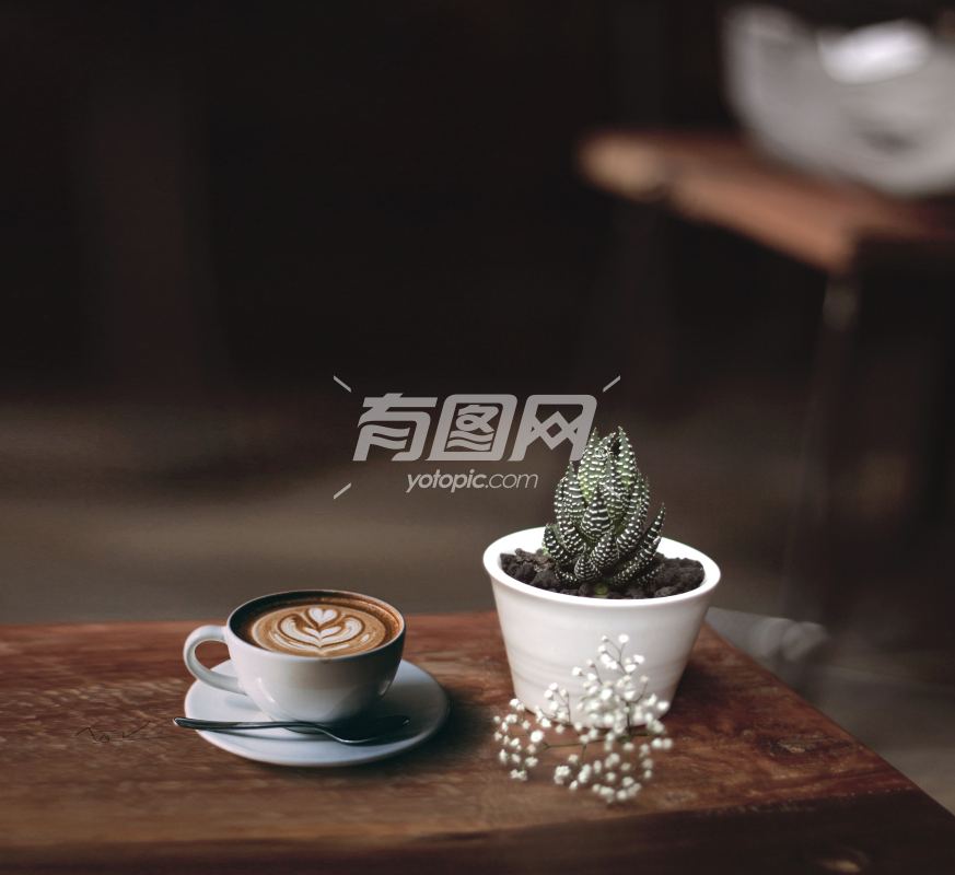 咖啡 盆栽