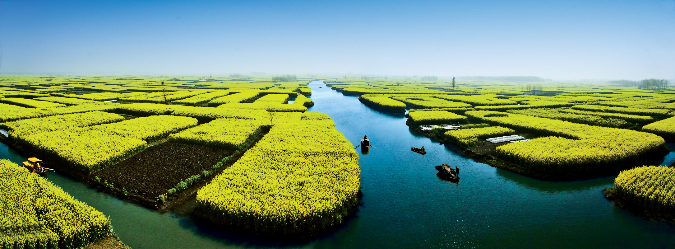 桤木河湿地公园油菜花图片