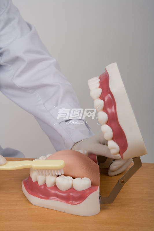 在刷牙齿模型的医生