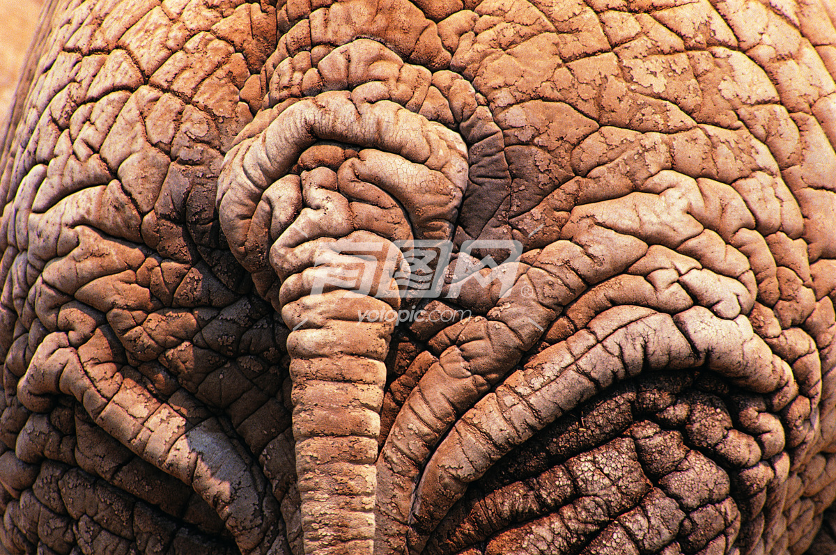大象尾巴