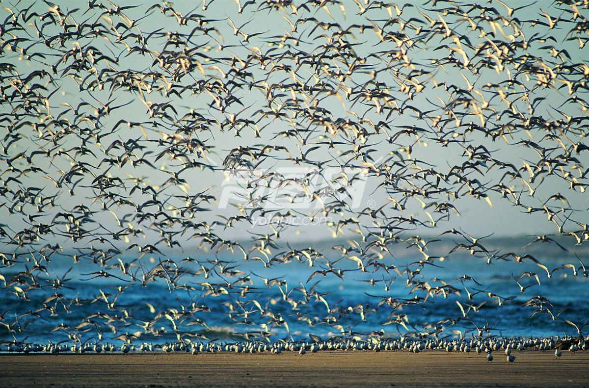 海鸥鸟群