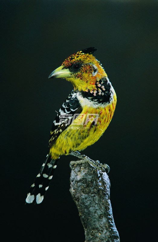 红黄拟啄木鸟