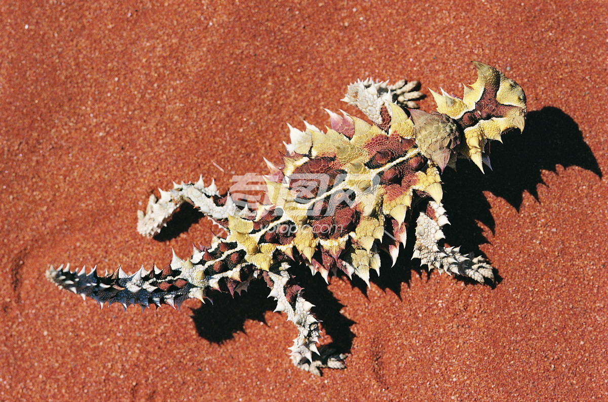 澳洲棘蜥