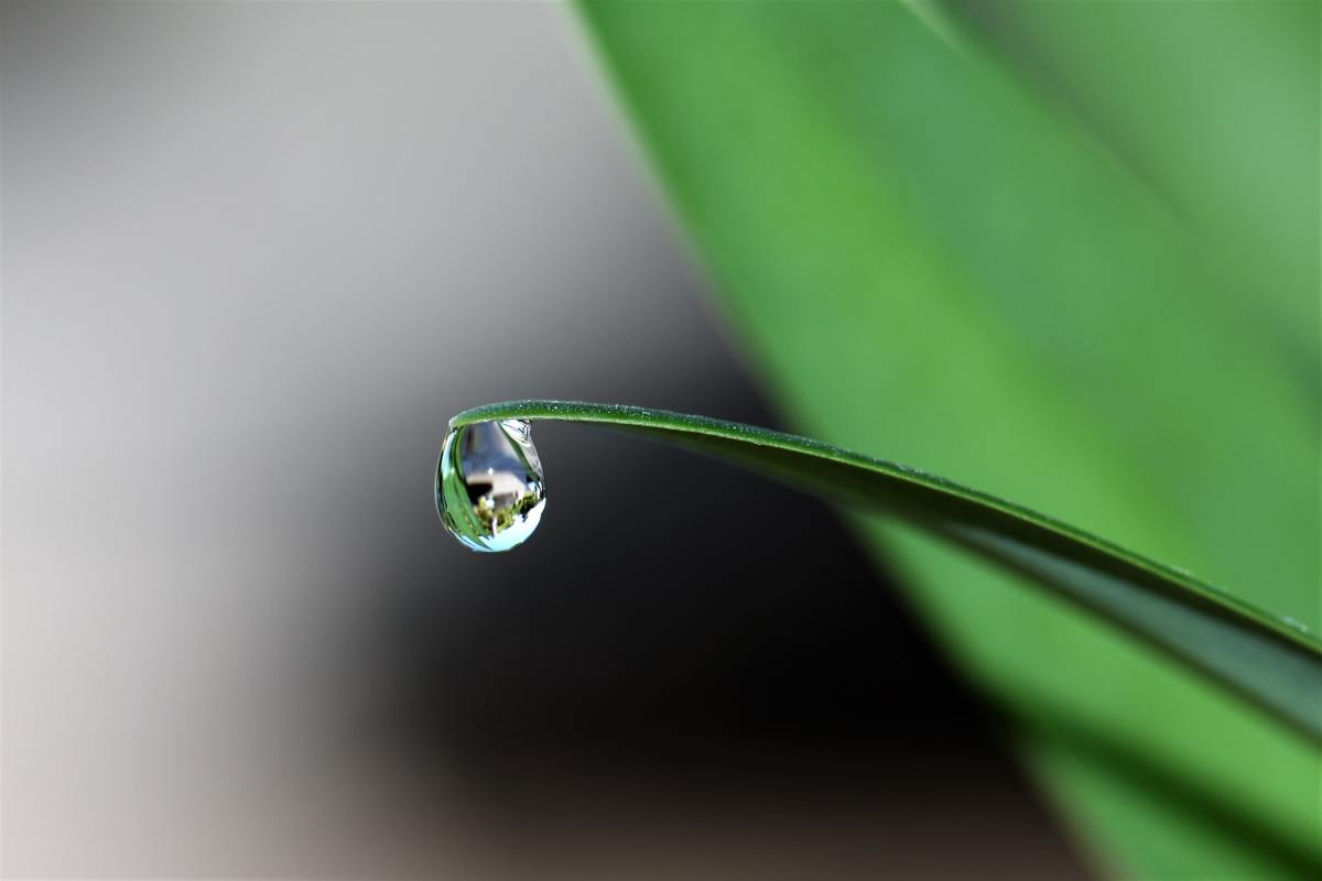 雨珠图片壁纸图片