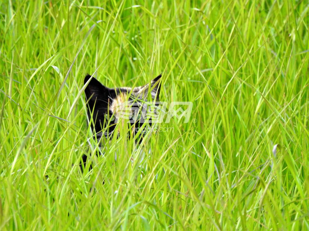 躲在草丛里猫