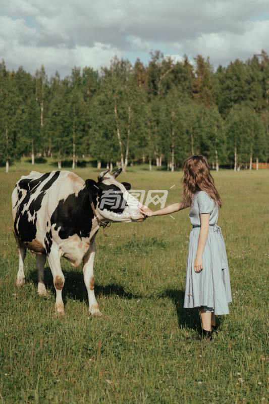 一名女性正抚摸着一头奶牛