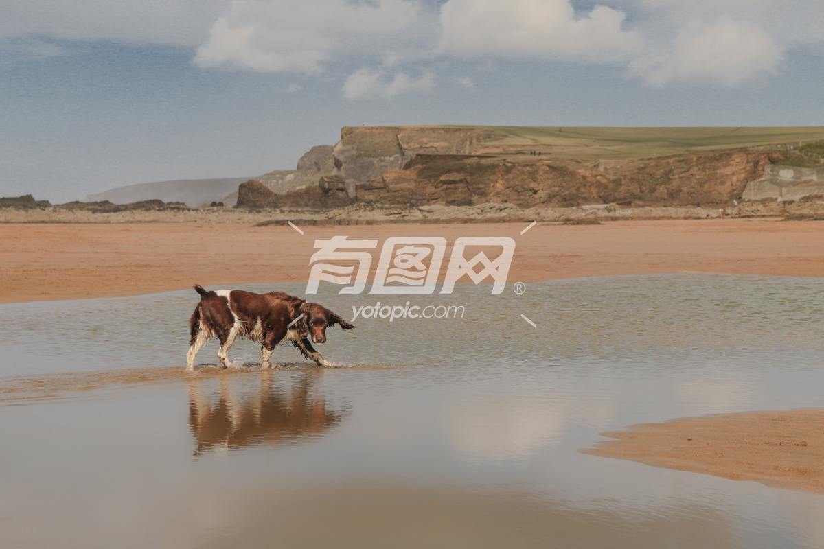 沙滩边上的狗狗