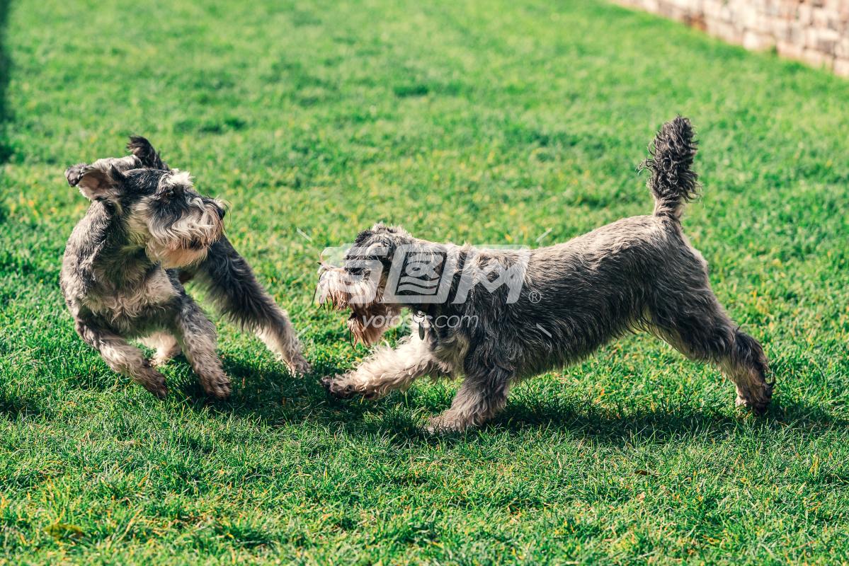 在草地上玩耍的两个雪纳瑞犬
