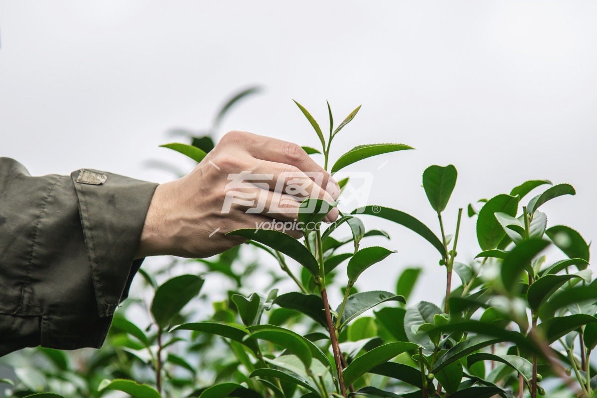 泰国清迈人收获采摘新鲜绿茶高地茶园