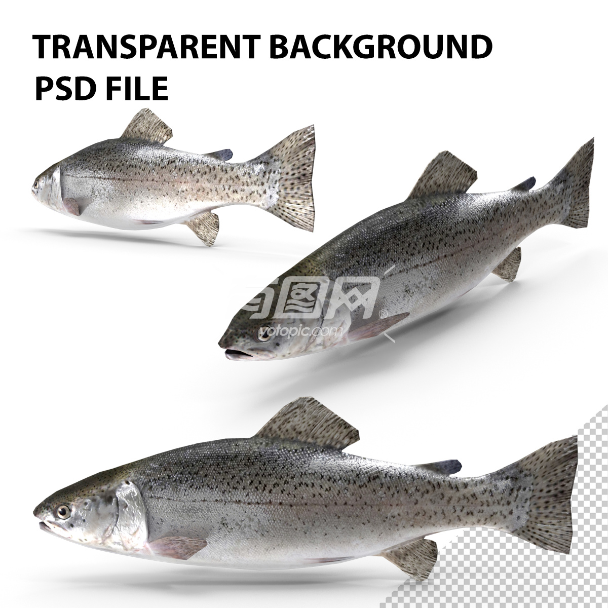 高清PSD鱼类