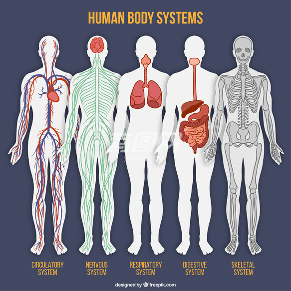 矢量解剖结构人体