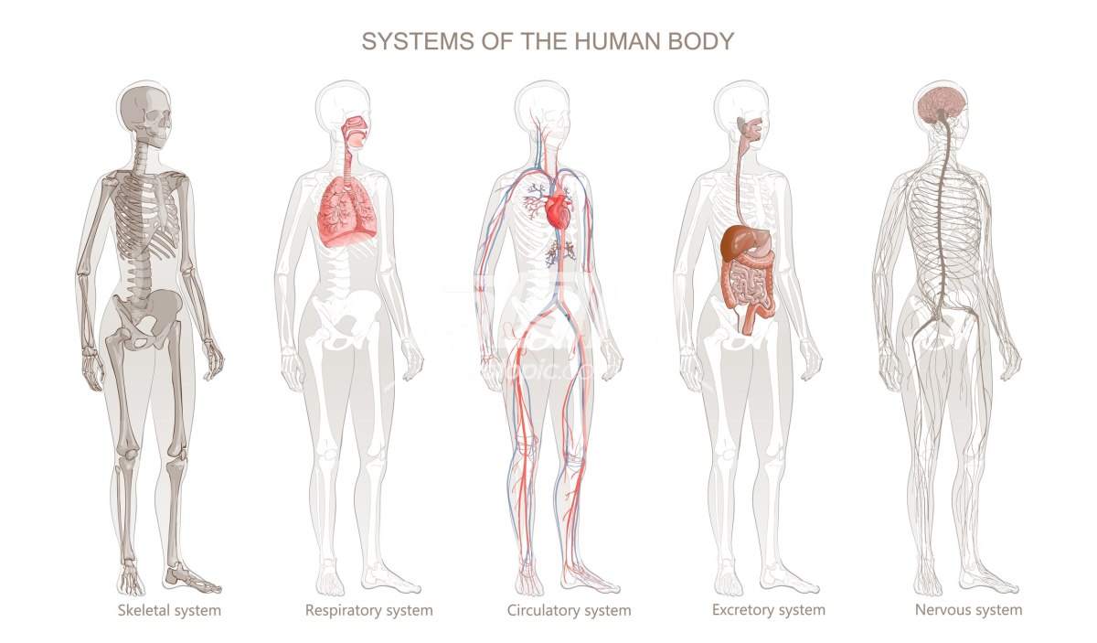 矢量解剖结构人体