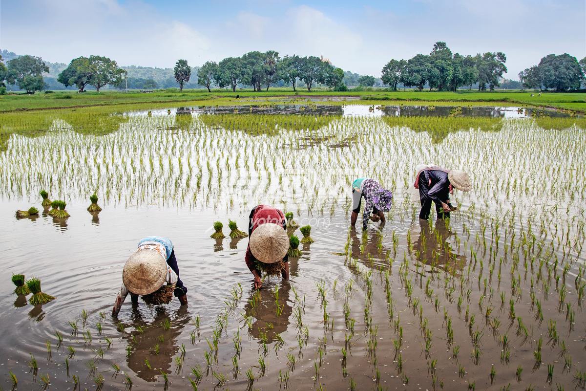 正在种植水稻的农忙