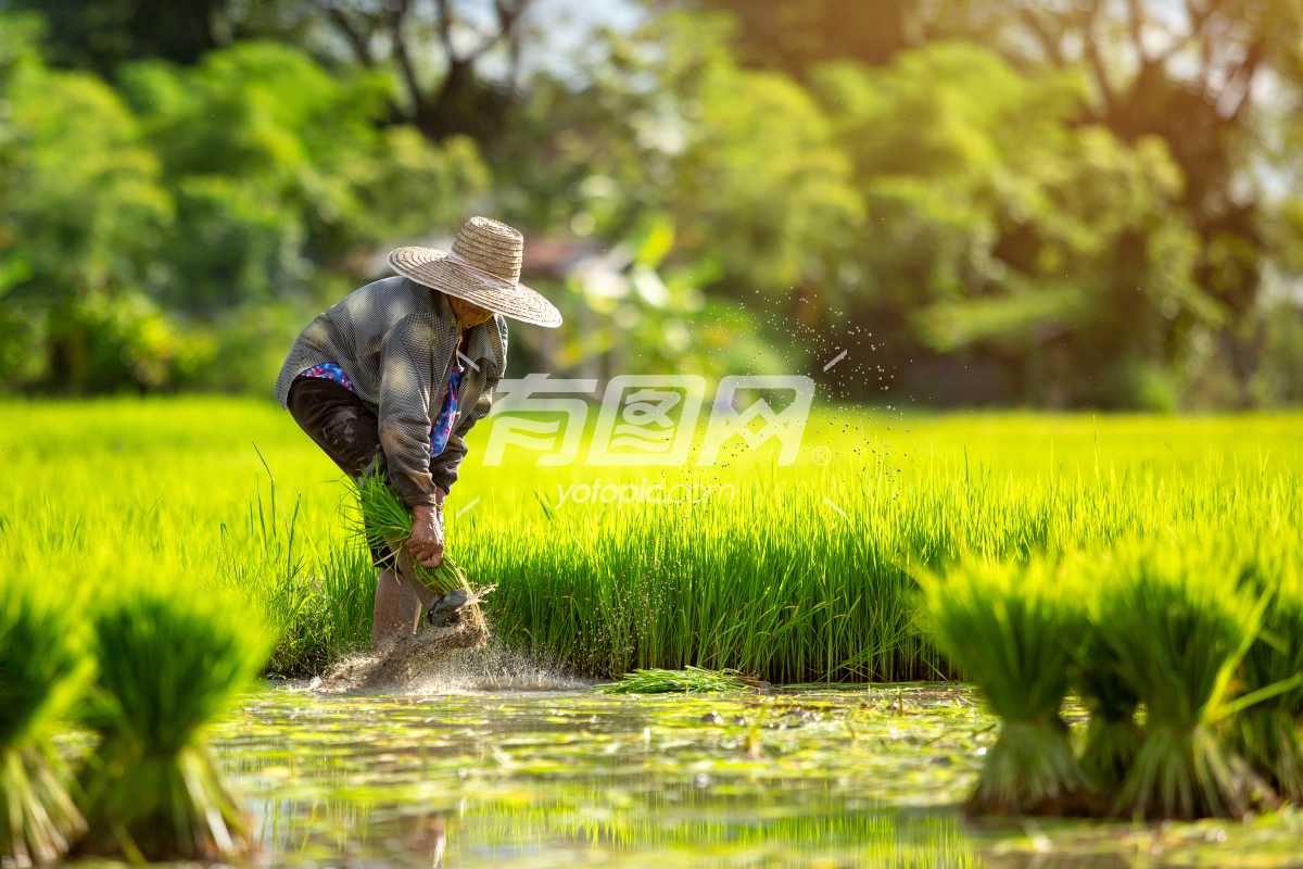 农民栽水稻