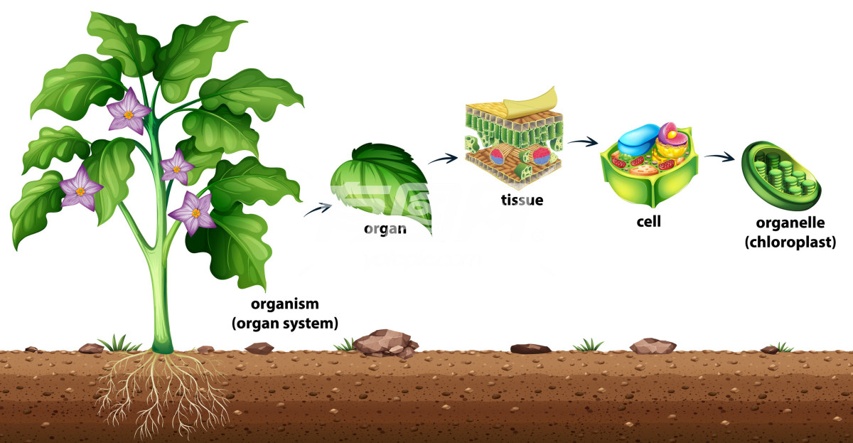 植物中的组织细胞