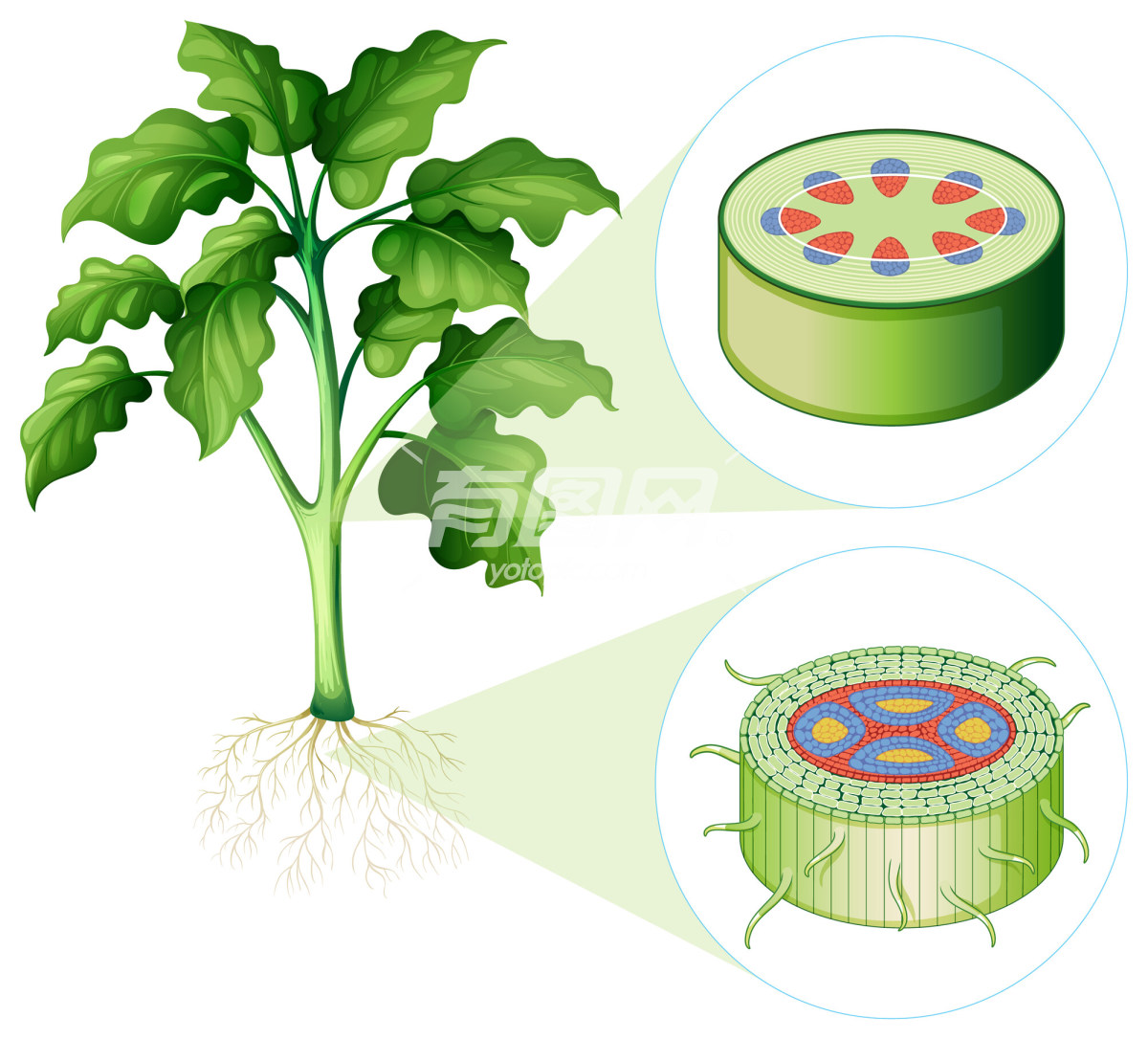 植物根茎细胞组织插画