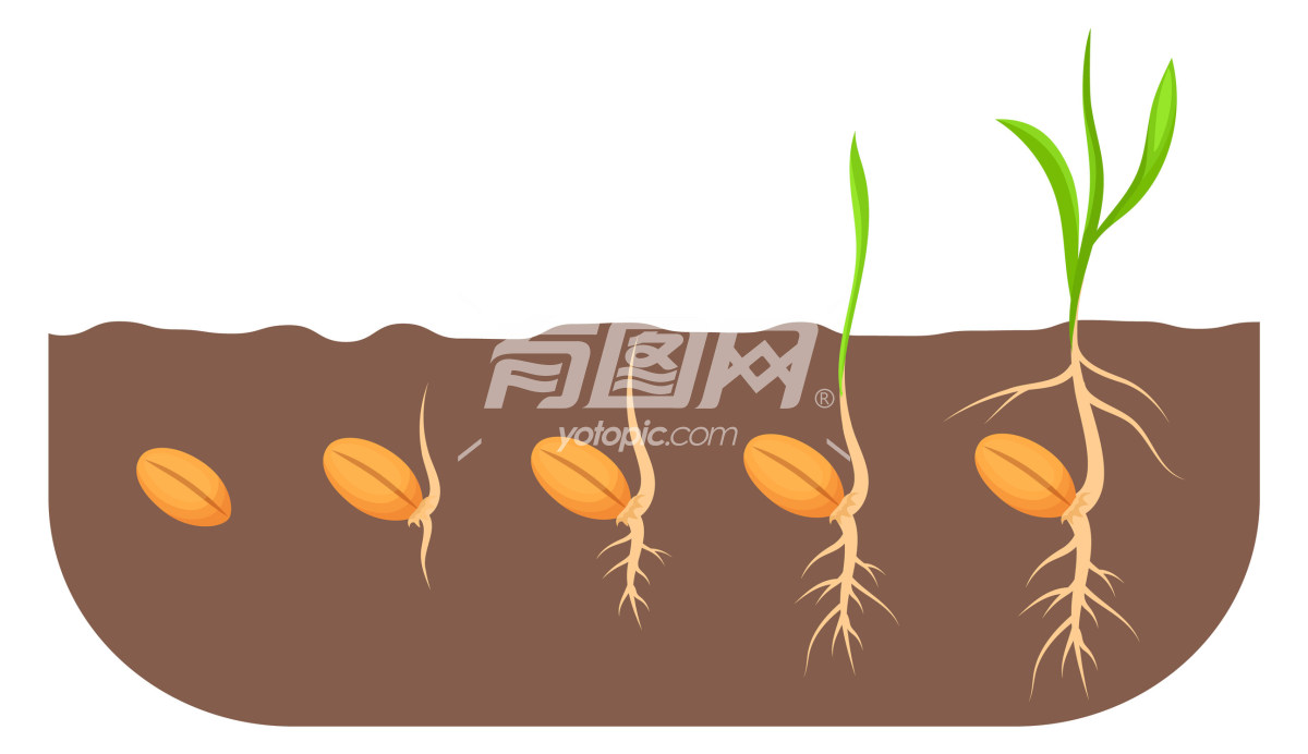 植物种子发芽成长过程图插画