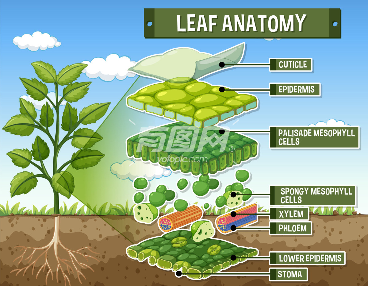 植物细胞组织解刨插画图