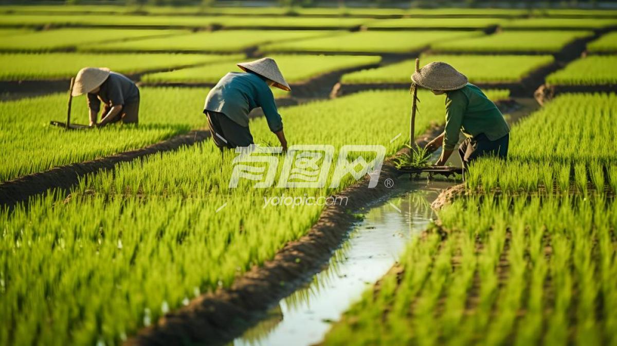 正在稻田工作的农民
