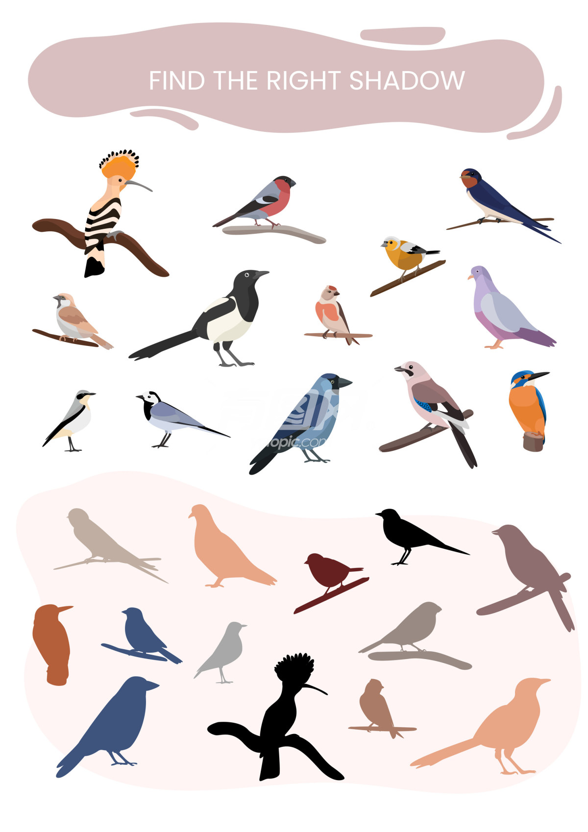 鸟类合集