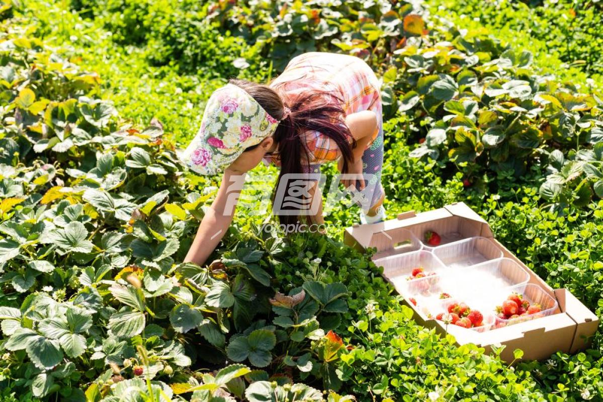 草莓地里摘草莓的女人