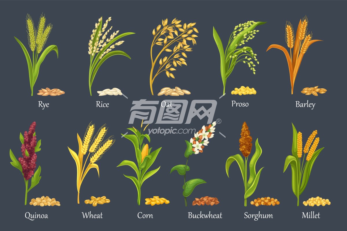 高粱 玉米 大麦 麦子 水稻绘画