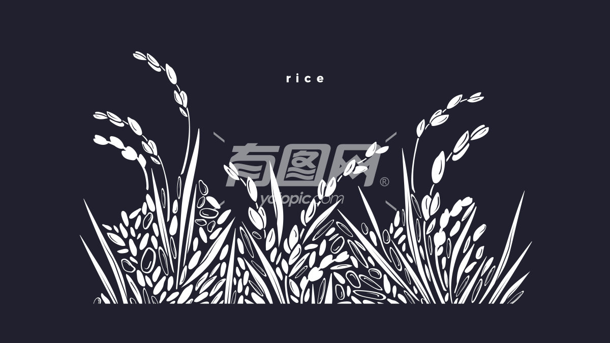 水稻剪影