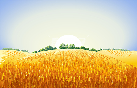 成熟的小麦插画