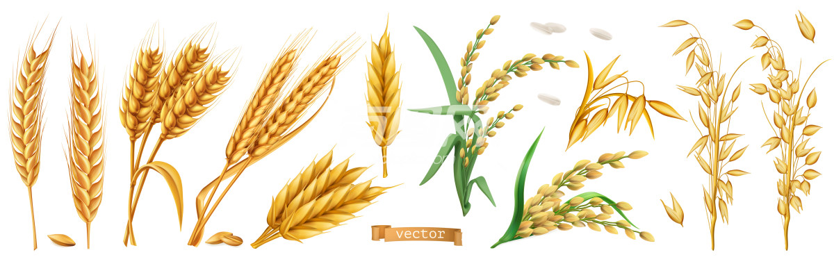 小麦 大麦 水稻3D图