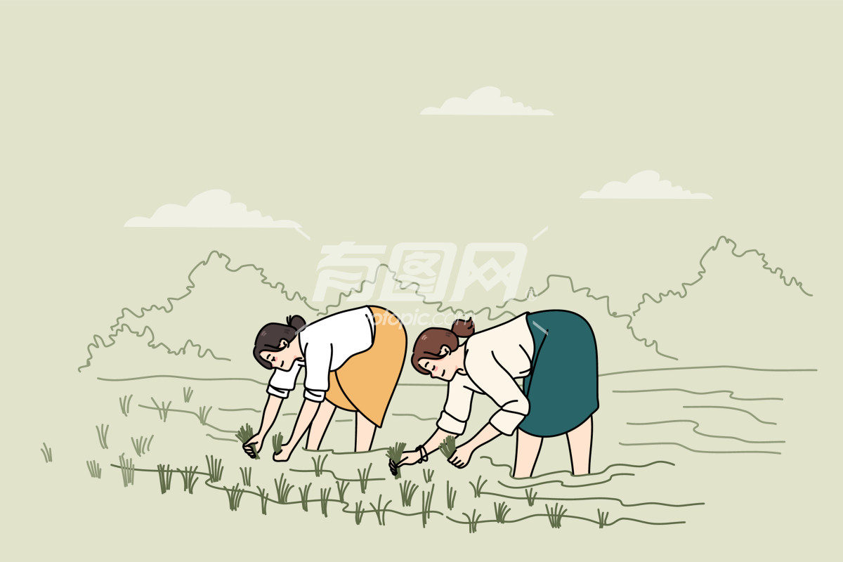 两位妇女在稻田地里插秧