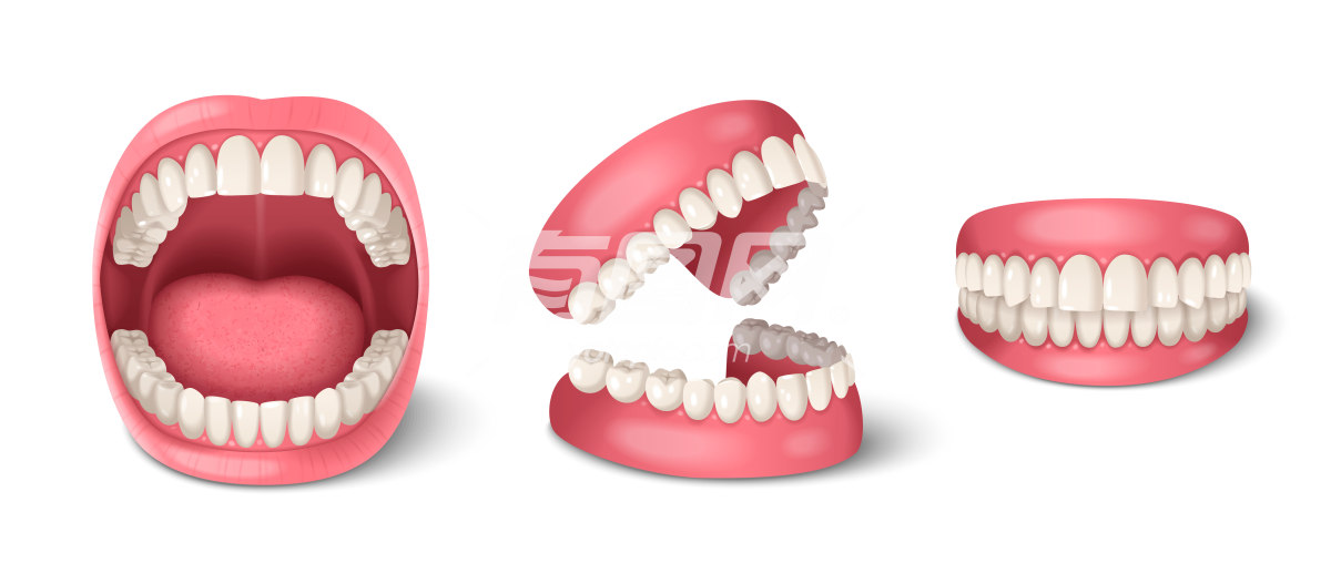 医疗健康科普 人类牙齿解剖插画
