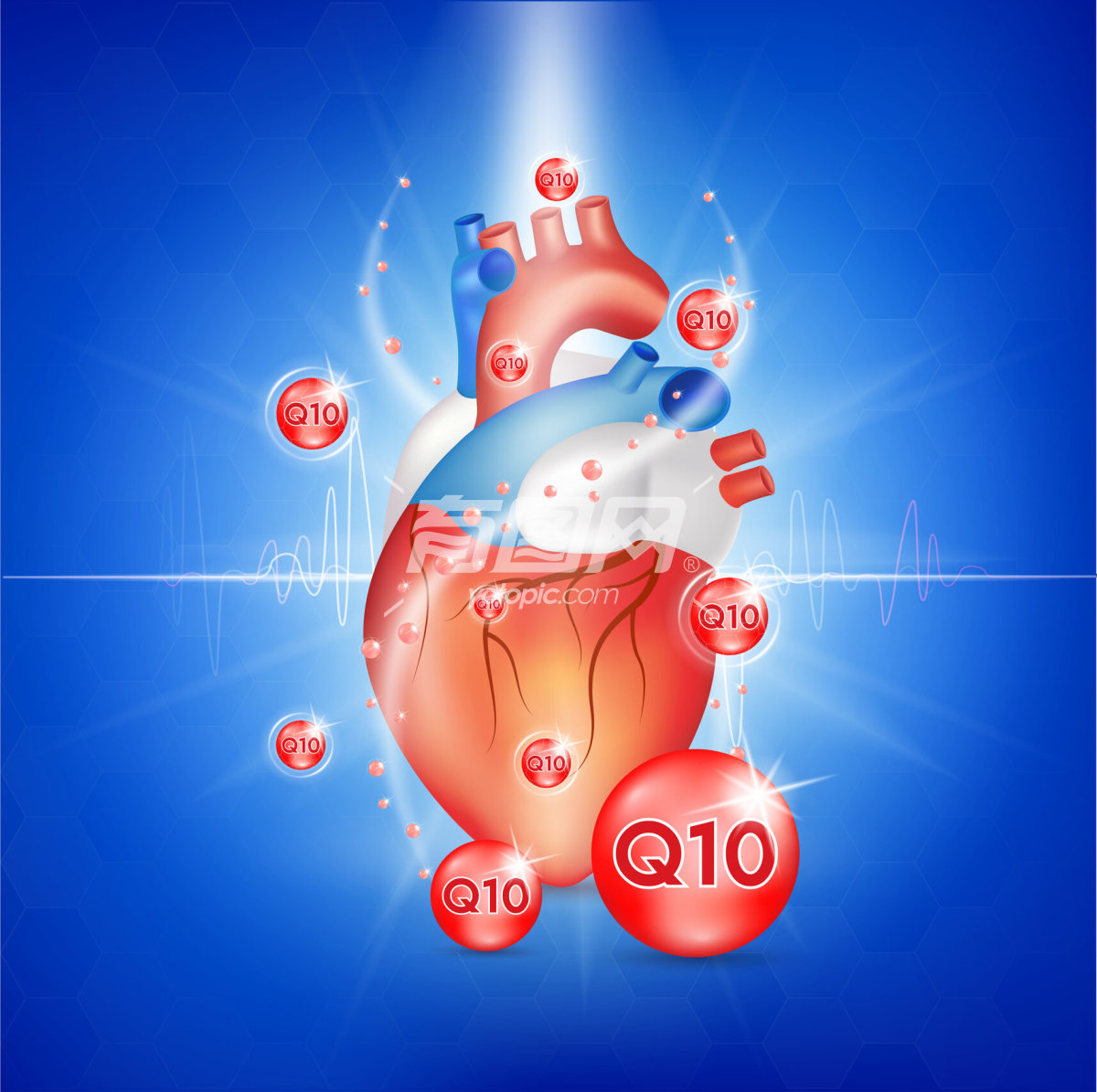 载体辅酶Q10和心脏插画