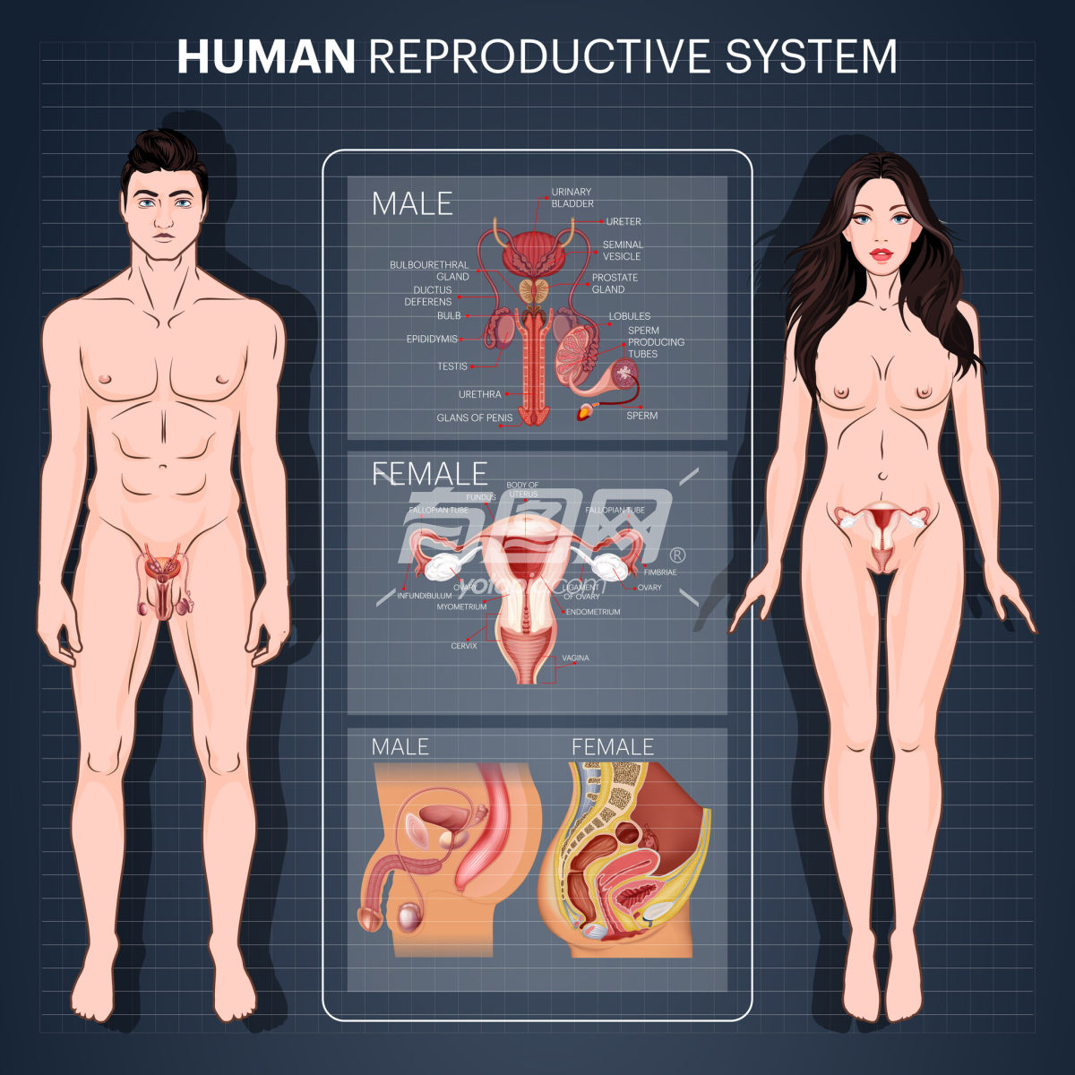 人类生殖系统男女差异图