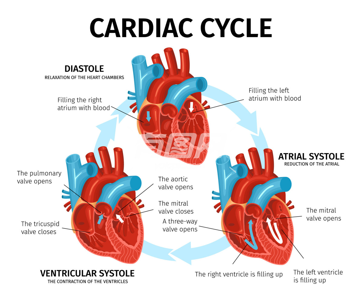 心脏解剖结构和心动周期插画