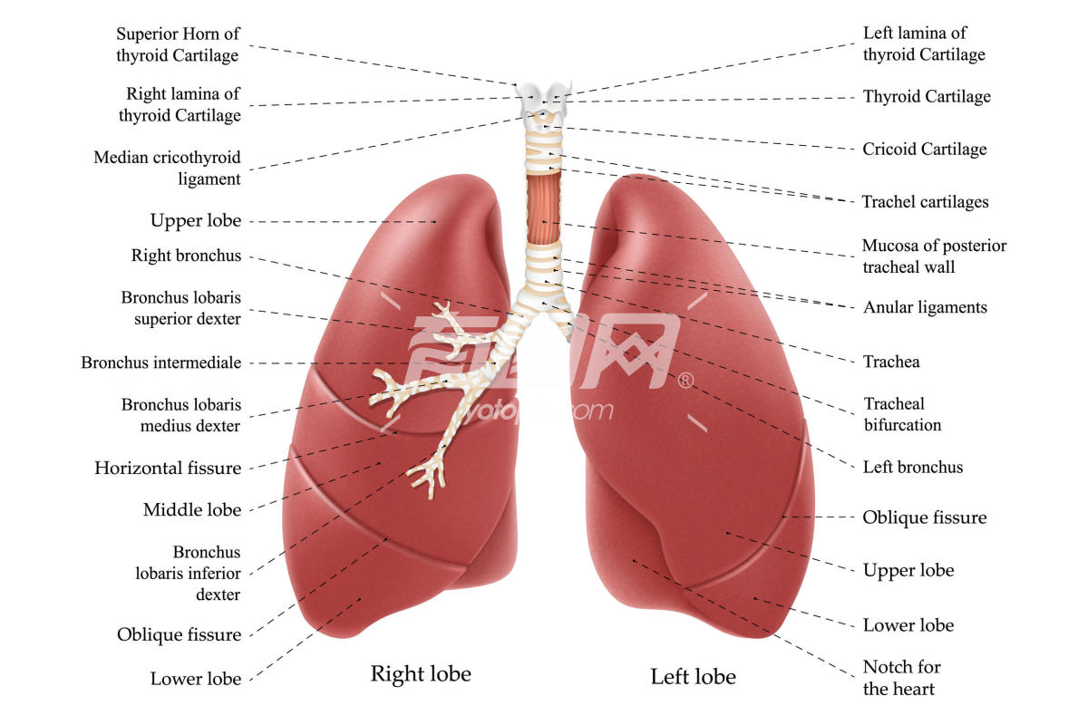 肺部解剖插画