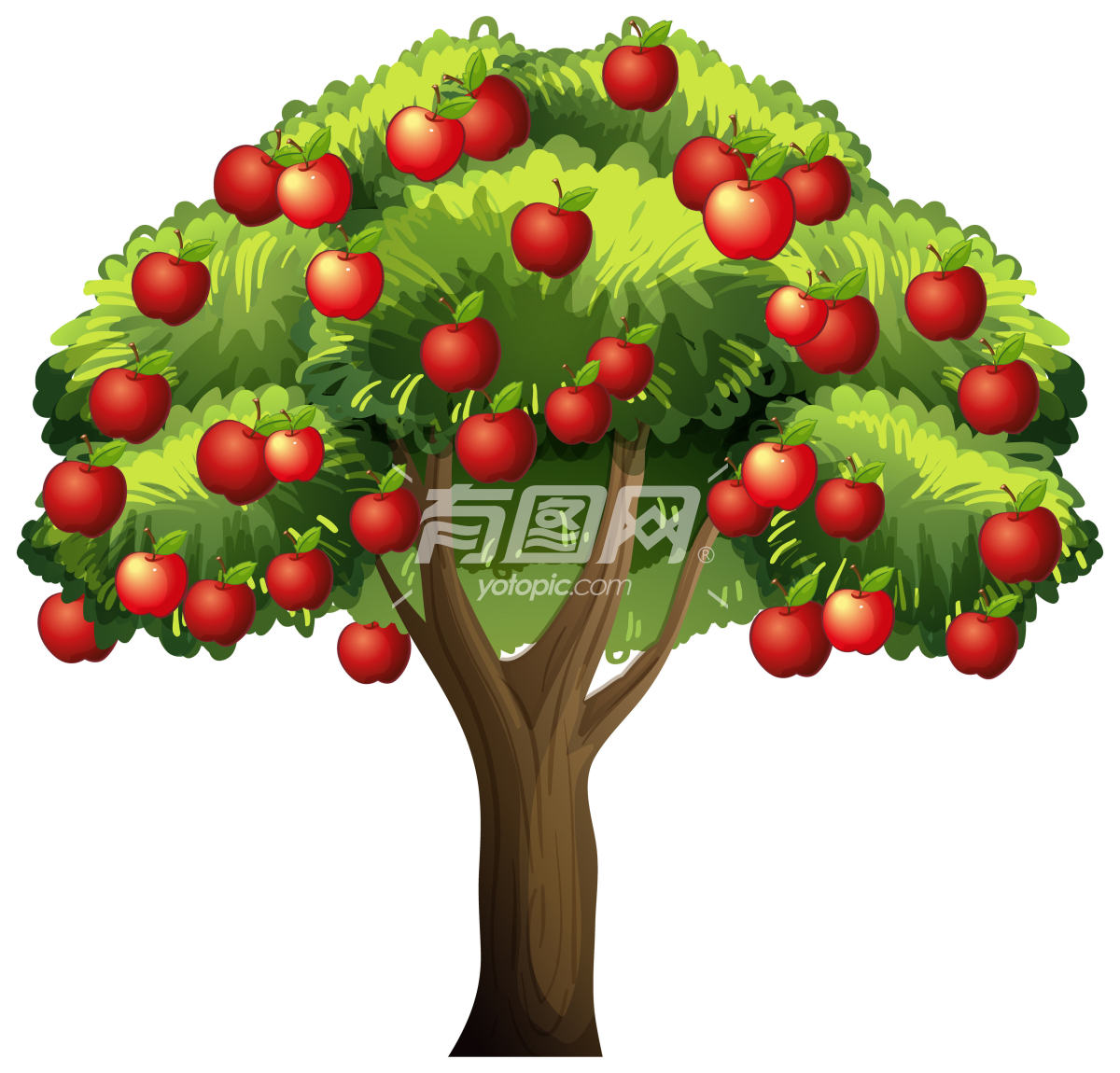 成熟的苹果树插画
