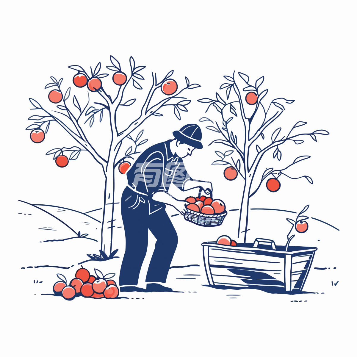 农民在秋季收获成熟苹果