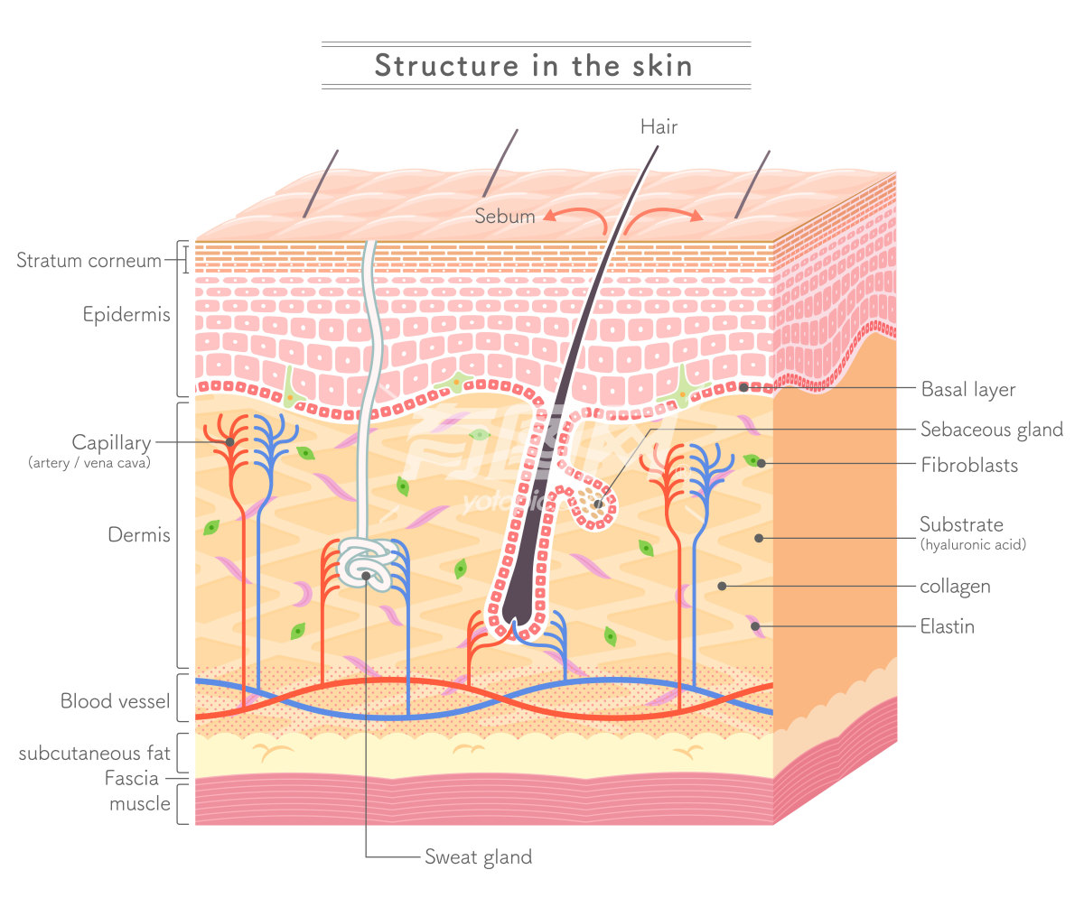 皮肤结构插图