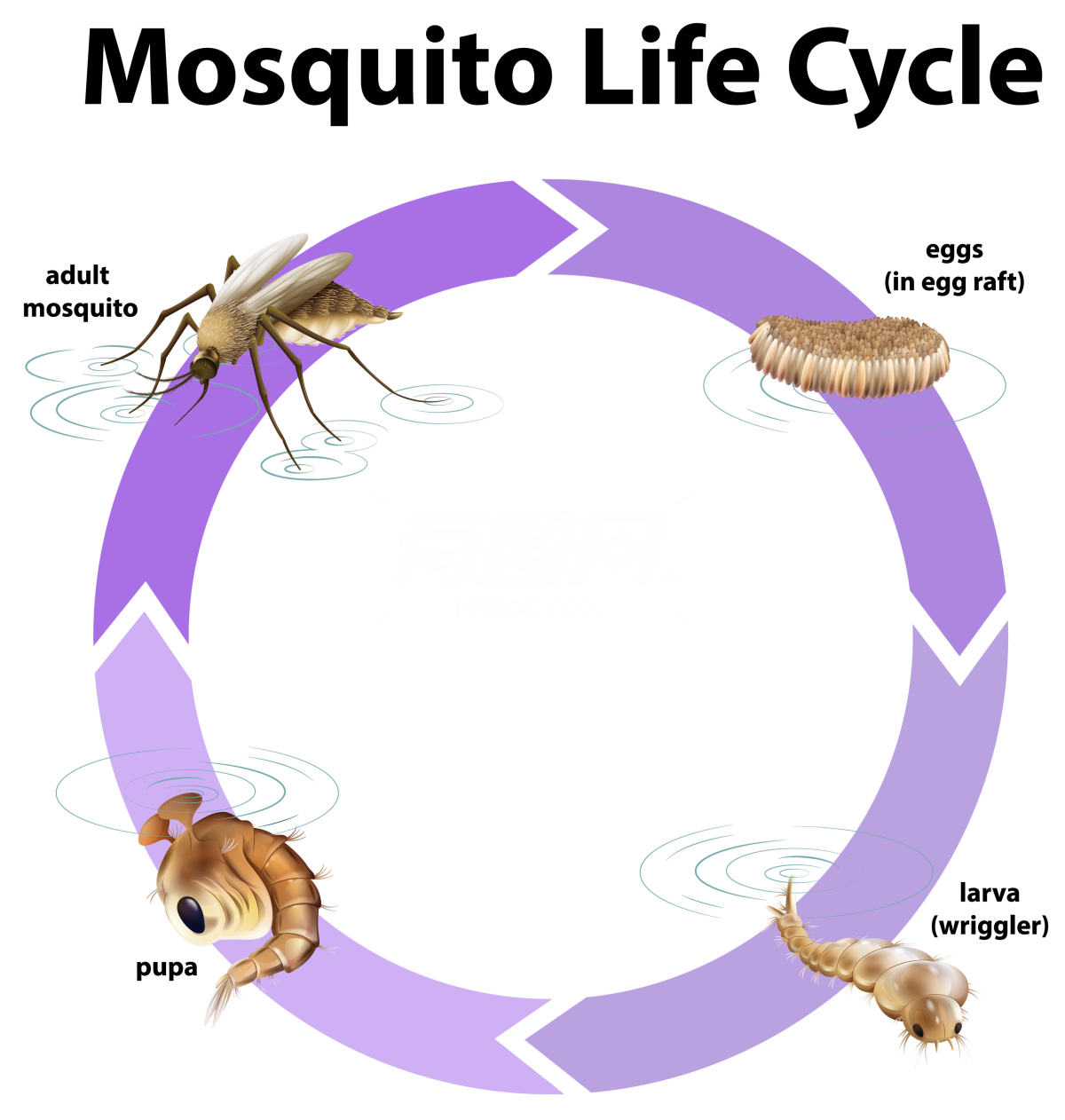 蚊子生命周期图