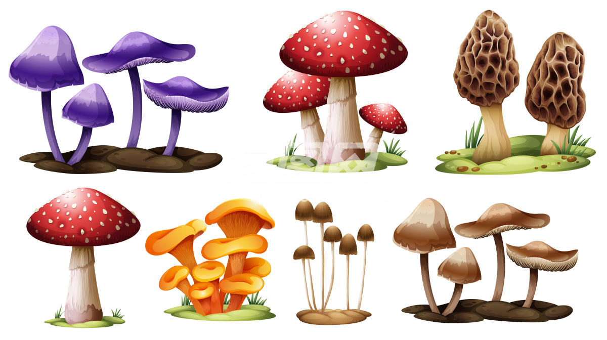 3D立体不同品种的蘑菇
