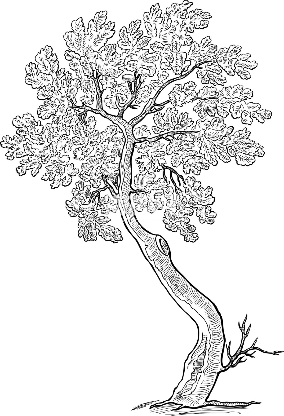 树插画图案