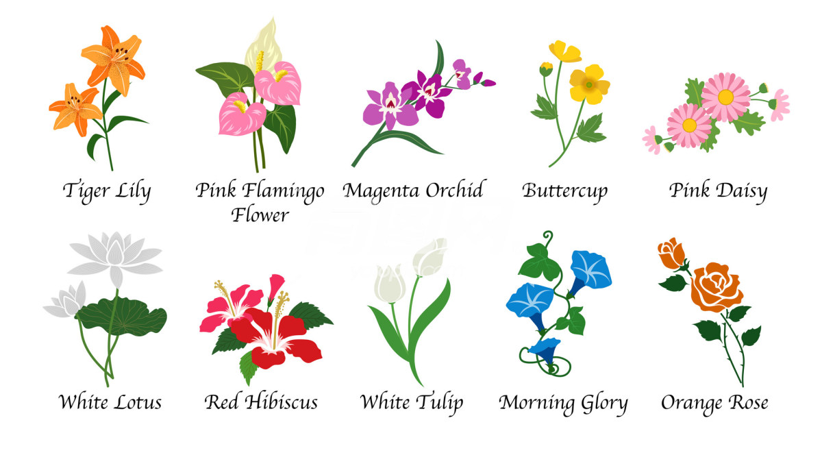 花卉图标