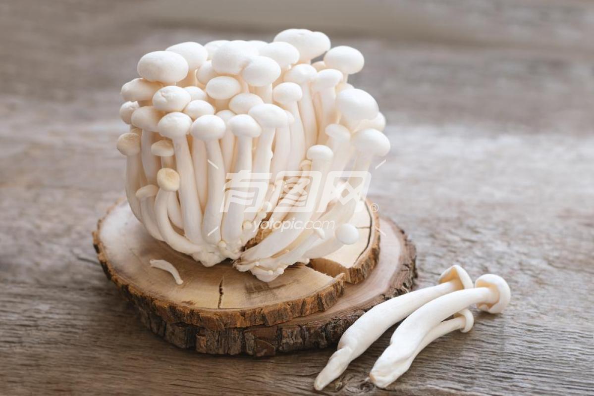 香菇蘑菇