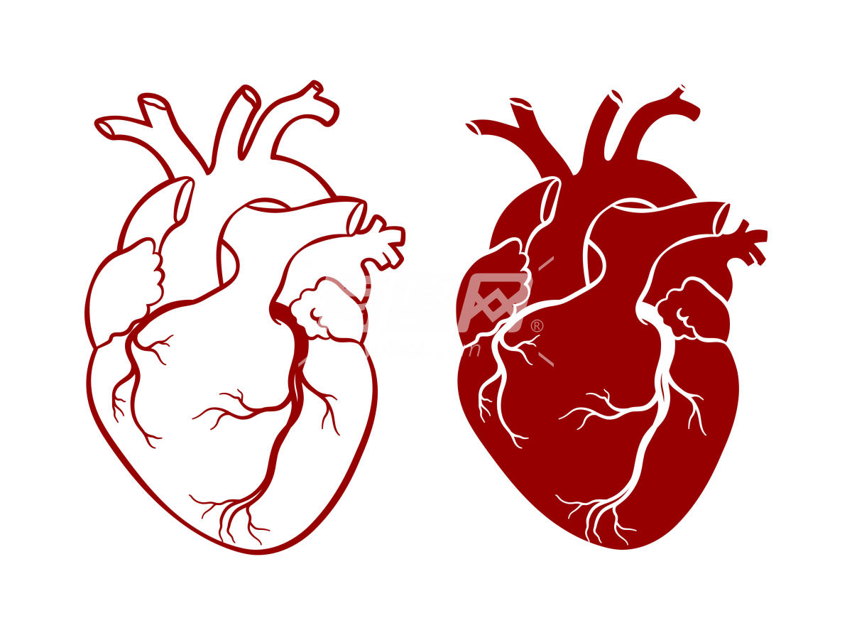 解剖逼真的人类心脏